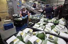 Workers pack avocados at a packing plant in Michoacan, Mexico, Feb 5, 2025. Yale University’s Budget Lab has estimated the net impact of Donald Trump’s tariffs will be between a 1.0 per cent and 1.2 per cent hike to consumer prices, a yearly toll of US$1,600 to US$2,000 per household.