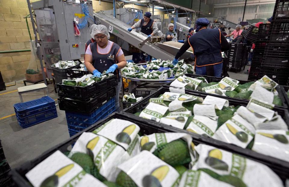 Workers pack avocados at a packing plant in Michoacan, Mexico, Feb 5, 2025. Yale University’s Budget Lab has estimated the net impact of Donald Trump’s tariffs will be between a 1.0 per cent and 1.2 per cent hike to consumer prices, a yearly toll of US$1,600 to US$2,000 per household.
