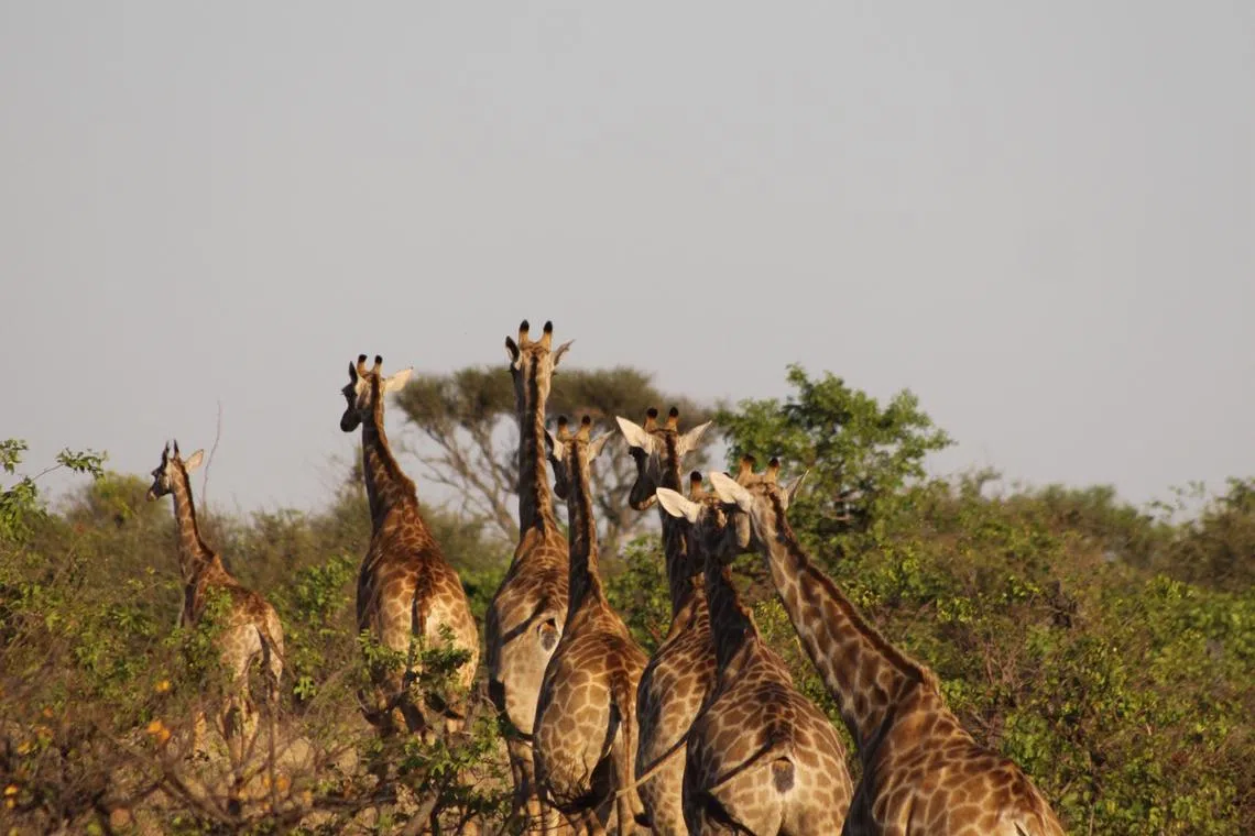  If giraffes are munching away, you can watch them dine from an unobtrusive vantage that’s otherwise impossible to obtain.