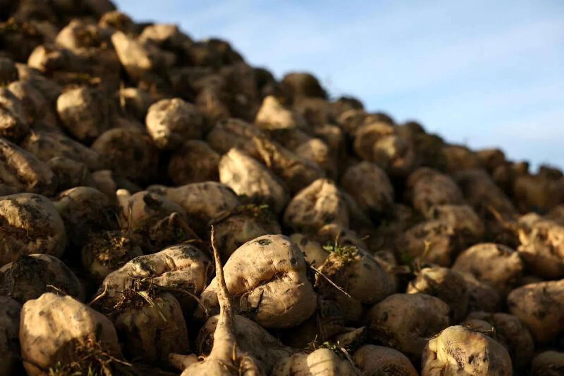 Sugar market to register small deficit in 2026/27, says broker Czarnikow