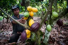 One of the farmers who is working with Mars to improve his crop yield. Through the candy maker's initiatives, farmers are taught that cocoa can be grown with other crops, such as banana and avocado.