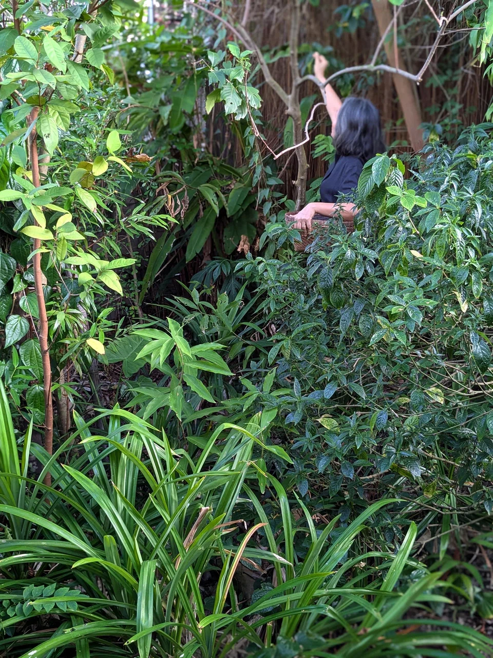 Harvesting ingredients from the garden.