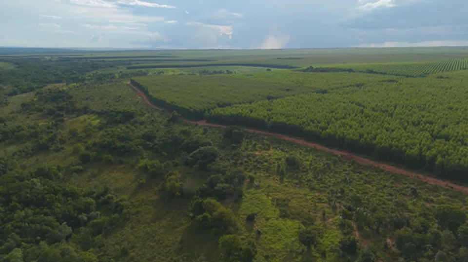 Areas under restoration and natural forest (above) alongside commercial tree farms across the BTG Pactual TIG reforestation strategy.