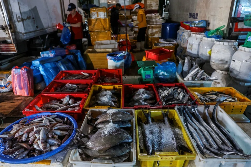 The United States is among Vietnam’s largest seafood markets, with January to August exports rising 6.9% from a year earlier to US$1.2 billion.