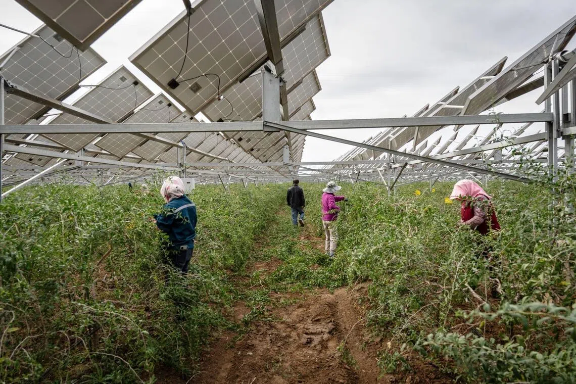 Further north in Shandong, they are using the new tools to correct course and reduce a glut of solar power that has built up over the years.