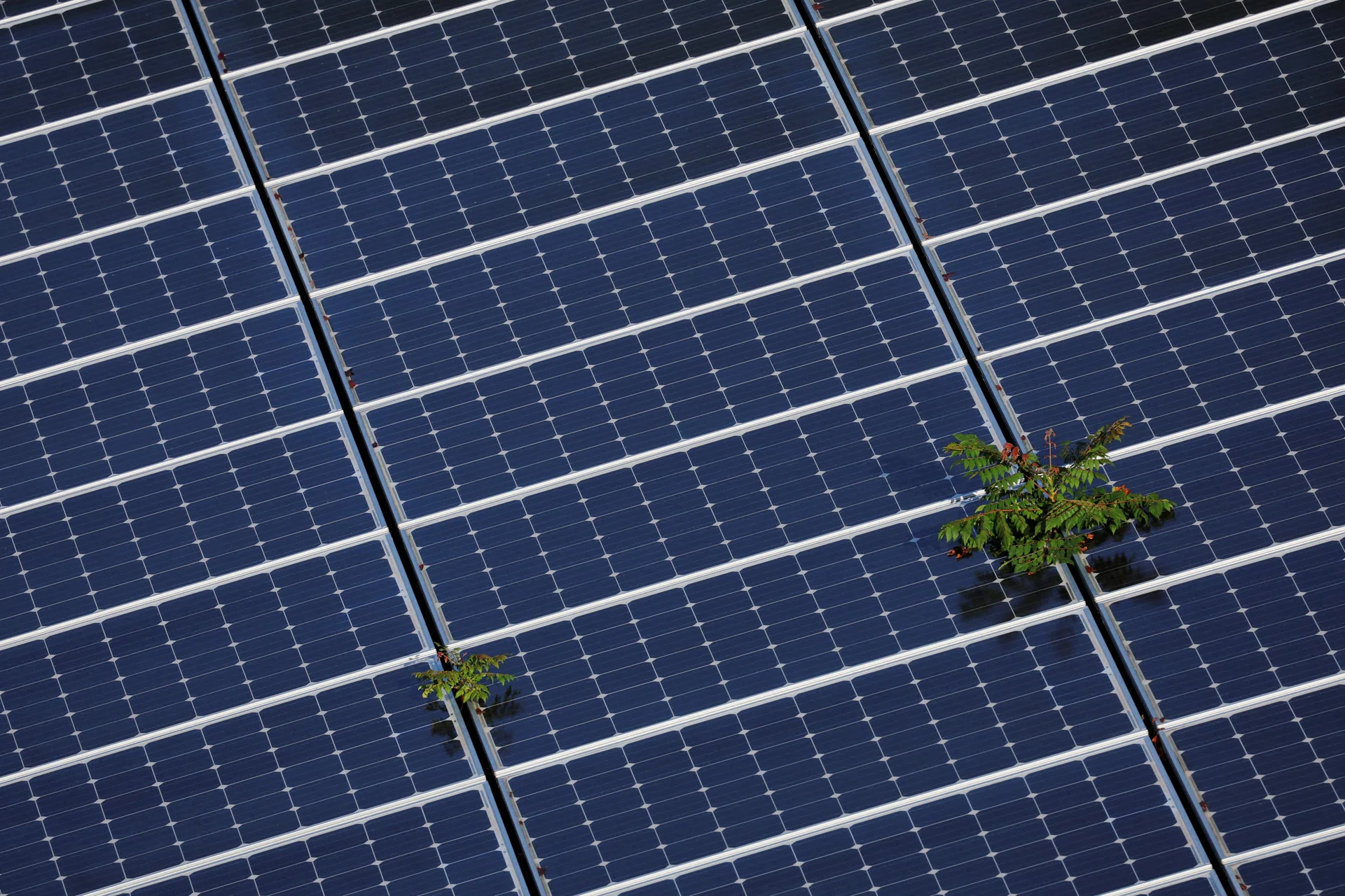 Chinese solar panel makers close plants, scale back production in ...