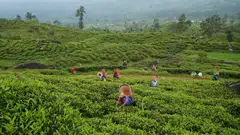 The US$1.3 billion industry produces popular Ceylon Tea and employs about 615,000 workers.