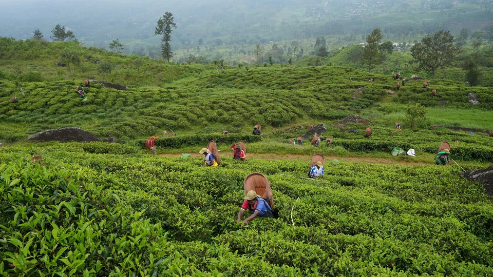 The US$1.3 billion industry produces popular Ceylon Tea and employs about 615,000 workers.