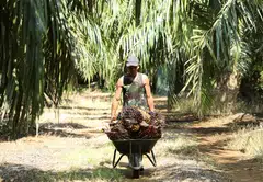 Oil palm production can be a major driver of deforestation and climate change. Smallholder farmers make up a significant proportion of the industry, but they often lack the access to the resources that would help them switch to more sustainable practices.