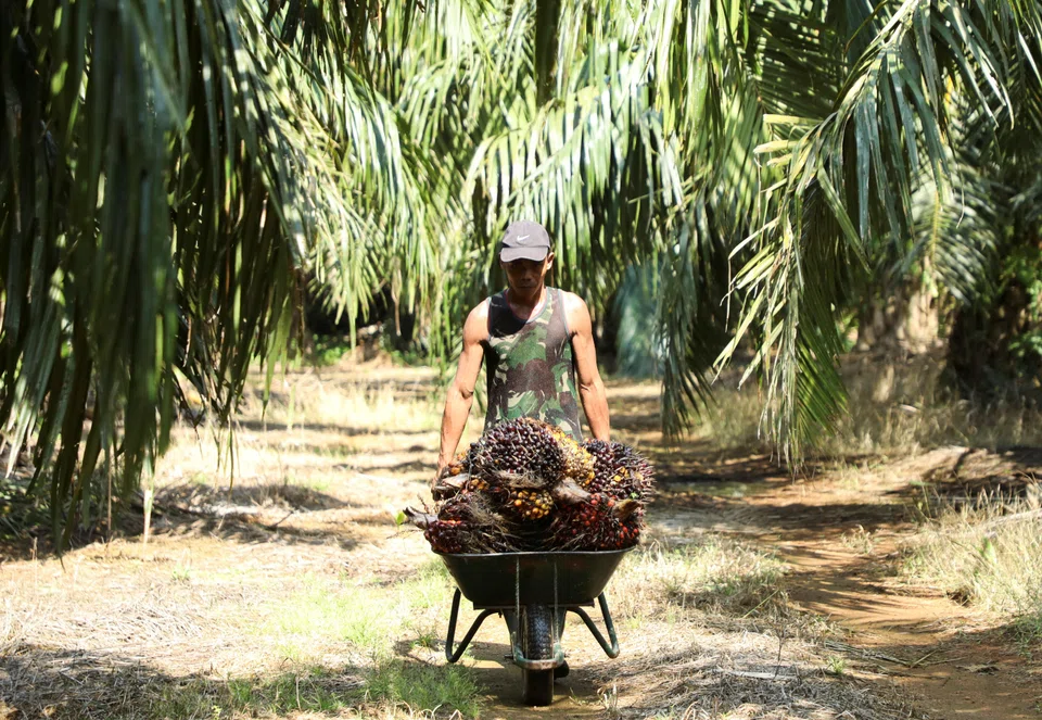 Oil palm production can be a major driver of deforestation and climate change. Smallholder farmers make up a significant proportion of the industry, but they often lack the access to the resources that would help them switch to more sustainable practices.