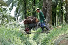 Indonesia and Malaysia’s palm industries have ballooned over recent decades, often at the cost of large swathes of native jungle and forests. 