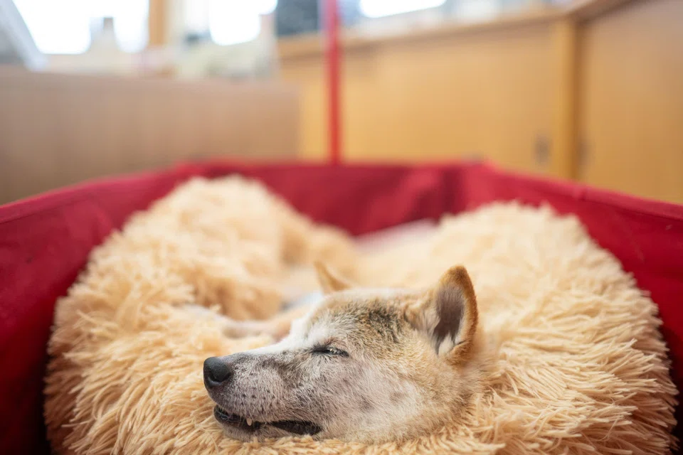 Japanese shiba inu Kabosu, best known as the logo of cryptocurrency Dogecoin, taking a rest at the office of her owner Atsuko Sato in Narita, Tokyo, Japan, March 19, 2024.