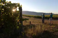 New research shows a “substantial” risk that 49 to 70 per cent of wine-producing regions will become economically unviable, depending on the extent of global warming.  