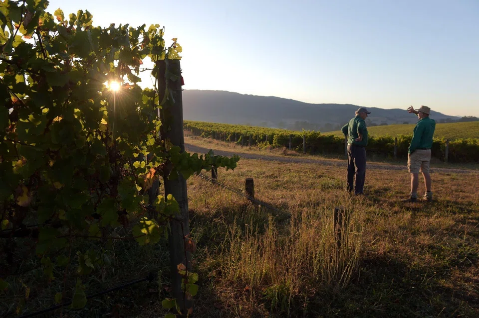 New research shows a “substantial” risk that 49 to 70 per cent of wine-producing regions will become economically unviable, depending on the extent of global warming.  