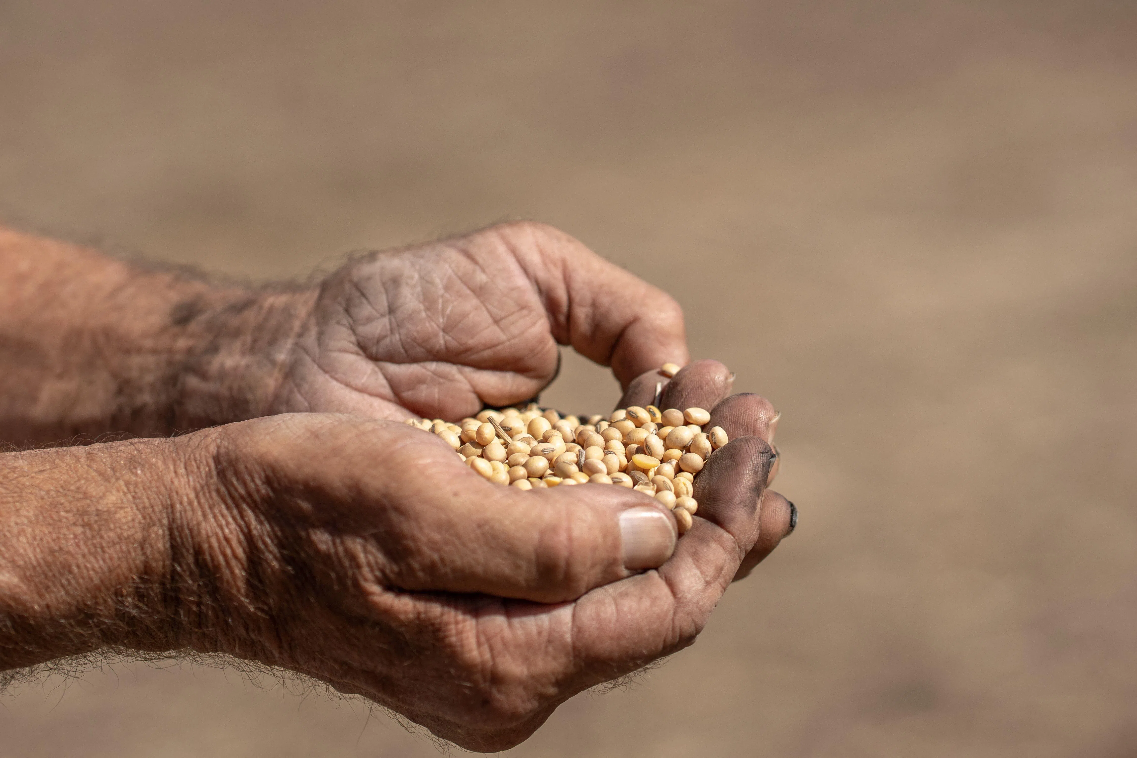 China buys at least 10 US soybean cargoes in new deals after Trump-Xi call:  sources - The Business Times