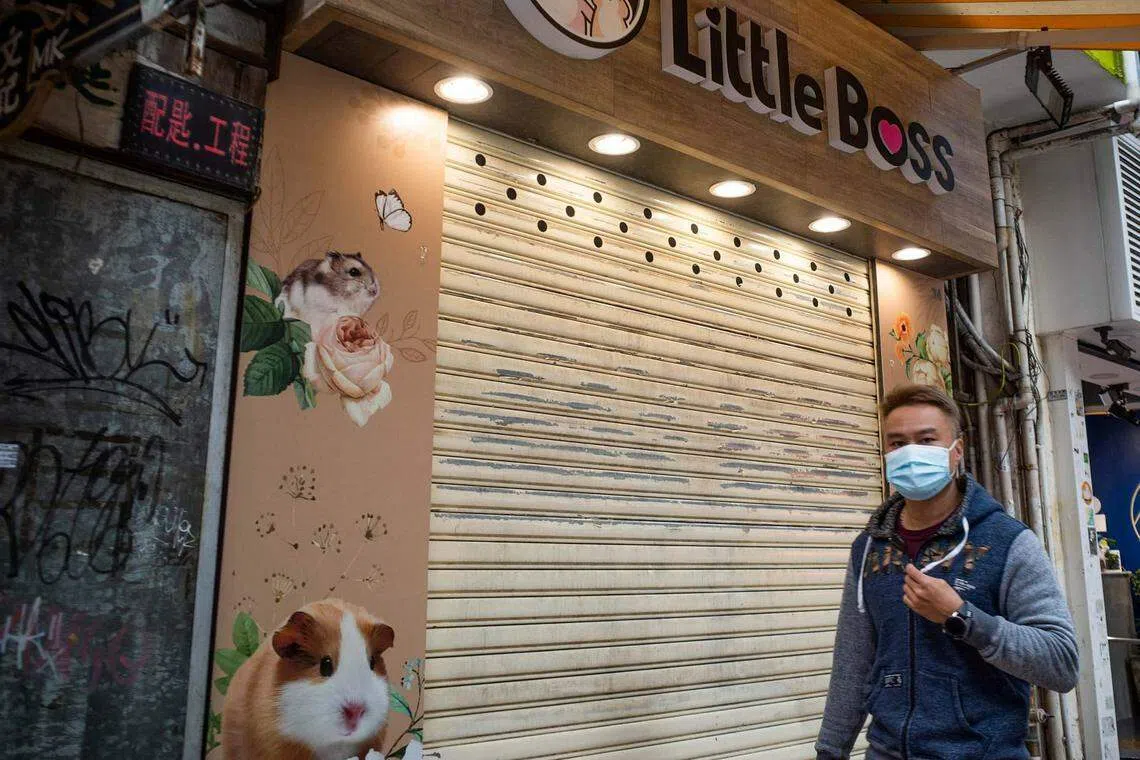 Hong Kong to cull 2,000 hamsters after Covid-19 found in pet shop