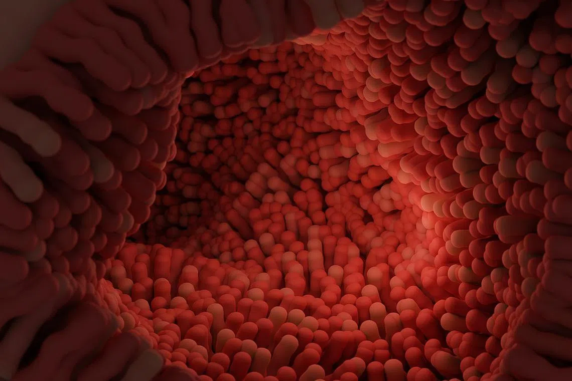 Increased bacterial diversity in the gut, induced by dietary intervention, has been found to be associated with a heightened sense of social fairness when making financial decisions.