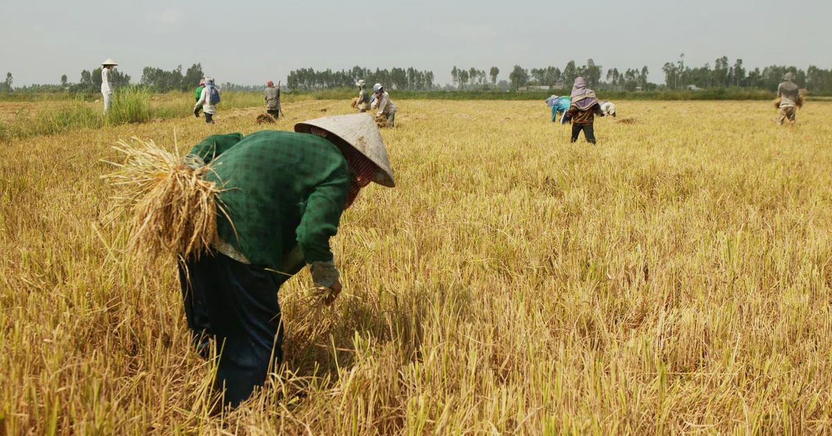 The coming food price shock: How war, weather and fuel are colliding ...