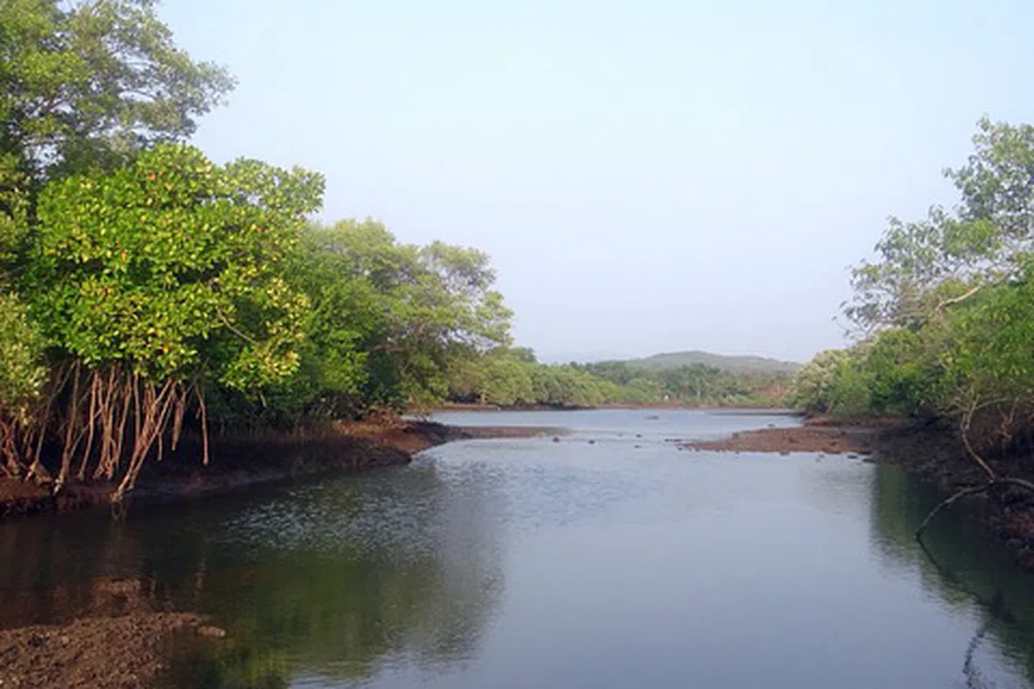 The landmark international biodiversity framework that came out of COP15 raises the need for businesses and investors to gain a greater understanding of the risks that biodiversity degradation presents to their bottom line and portfolios.