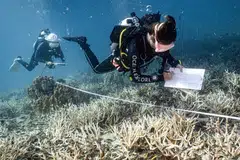 Bleached corals around Koh Tao island, Thailand. According to the latest climate claptrap, there is no need to hurry up and tackle climate change fuelling extremes such as heatwaves or coral bleaching events.