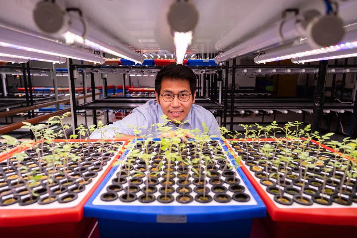 Tomato Town co-Founder Webster Tham, 34, with tomato seedlings in a germination room at Vidacity. 