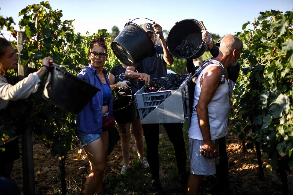 Grape pickers work in the vineyard of "Chateau de Sours" as they take part in an early morning harvest to avoid the day's heat in Saint-Quentin-de-Baron.