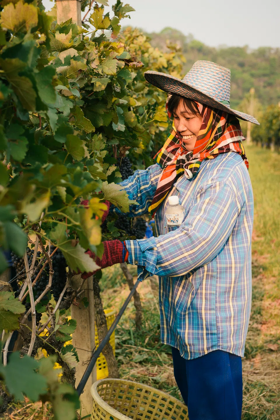 Harvesting grapes in the vineyards of Thailand's GranMonte.