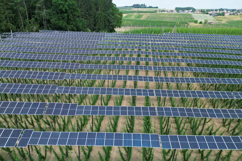 Solar panels atop a hops plantation in the Bavarian Holledau region in Au, Germany. EU successes in scaling up use of clean energy in the last year include reaching a record 41 GW of new solar energy capacity installed.