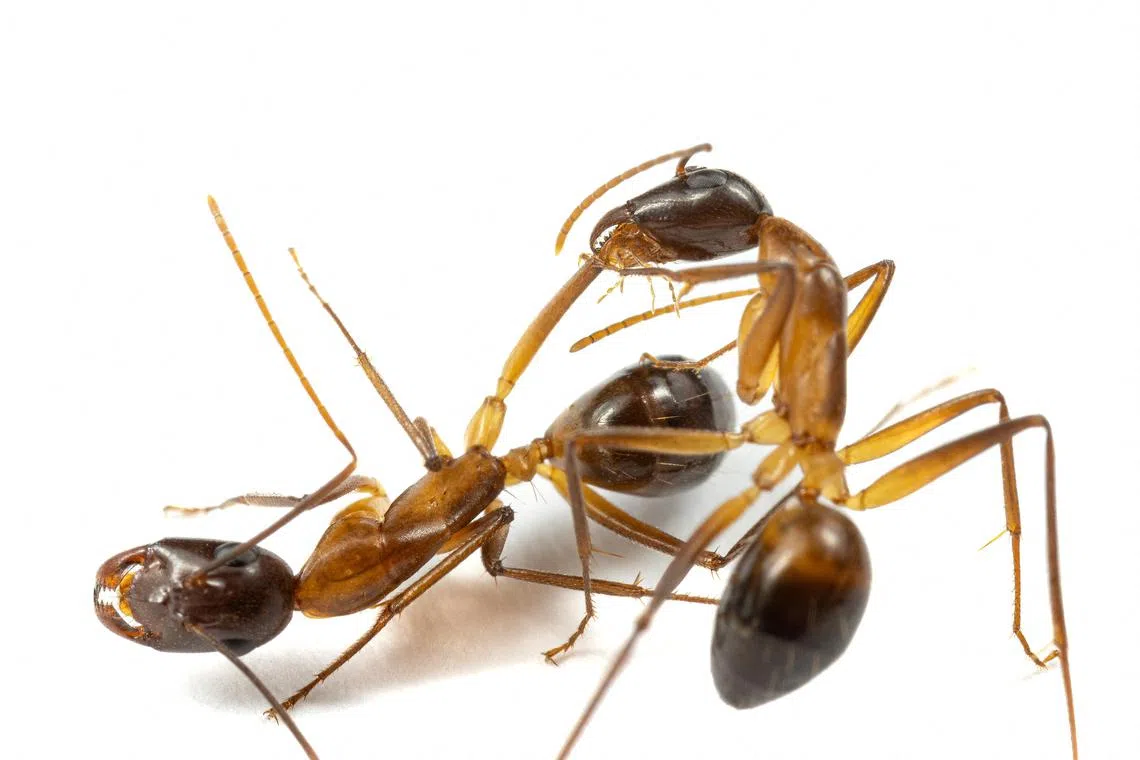 Two carpenter ants in a laboratory at the University of Lausanne in Switzerland. The ant on the right is licking the wounds on an injured leg of the other ant. 