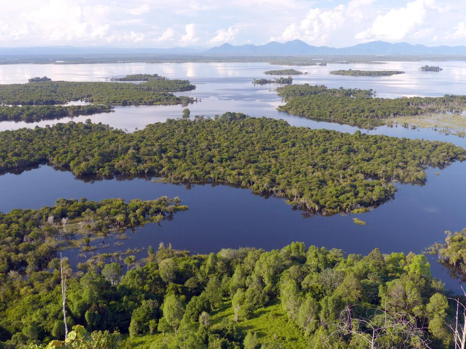 The province of Kalimantan, Indonesia, has a critical concentration of tropical forests which constitutes an important carbon sink supplying carbon credits.