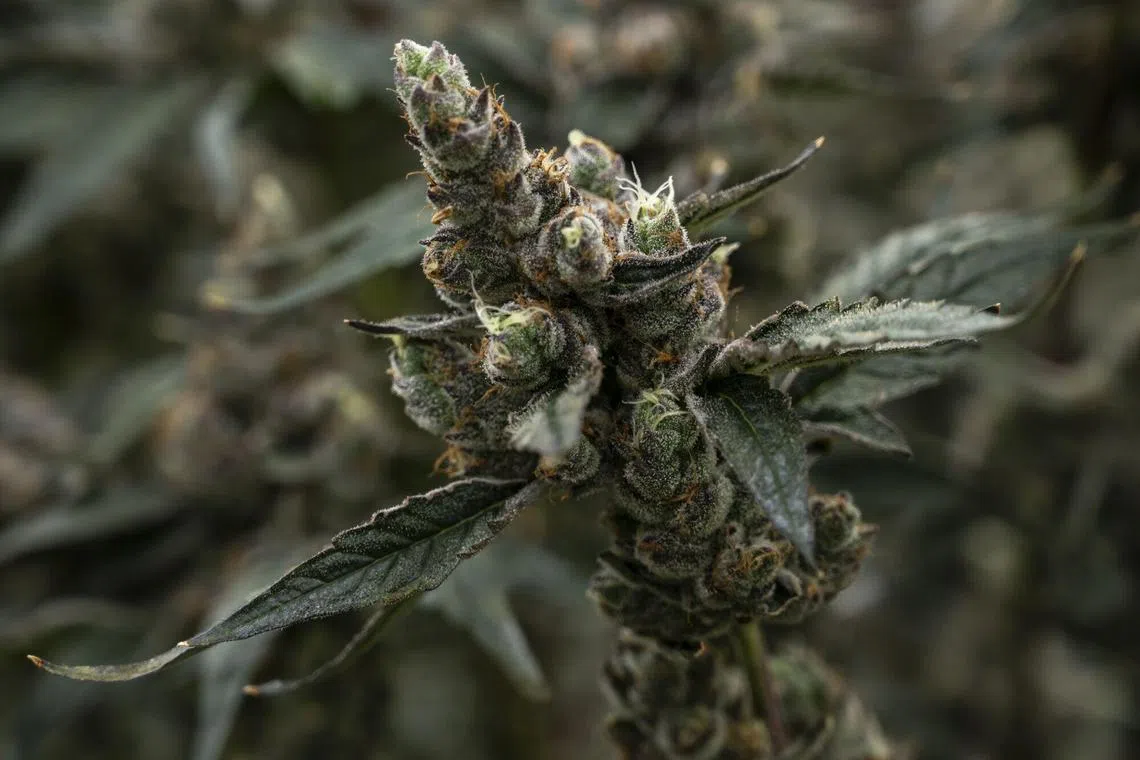 The use of various other parts of the plant, including roots and leaves, will however remain legal.