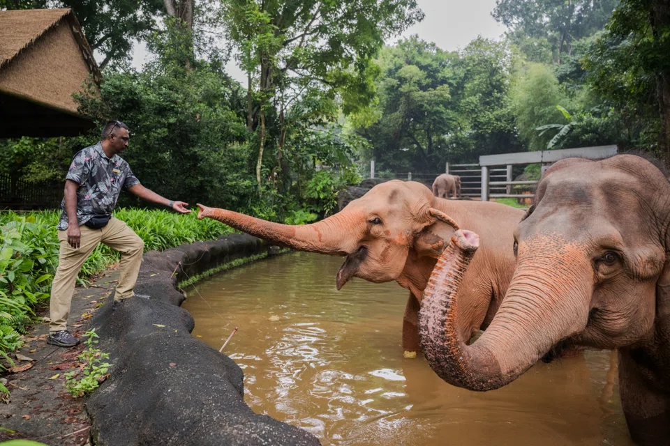 Mr Saravanan Elangkovan, vice-president of Animal Care (Operations) at Mandai Wildlife Group, has been caring for the elephants Komali (centre) and Jati for close to three decades.