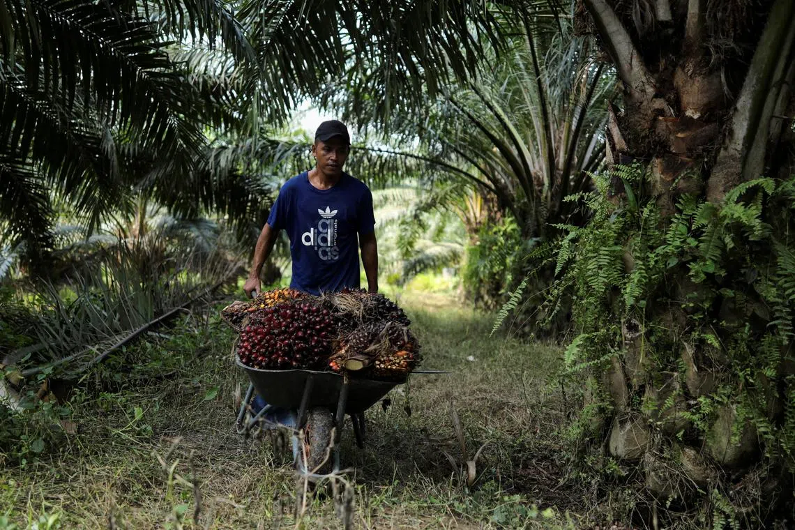 At an industry conference on Monday, Malaysian producers Sime Darby Plantation and United Plantations said they will not have difficulty complying with the new law as they have not been planting on deforested land for years.