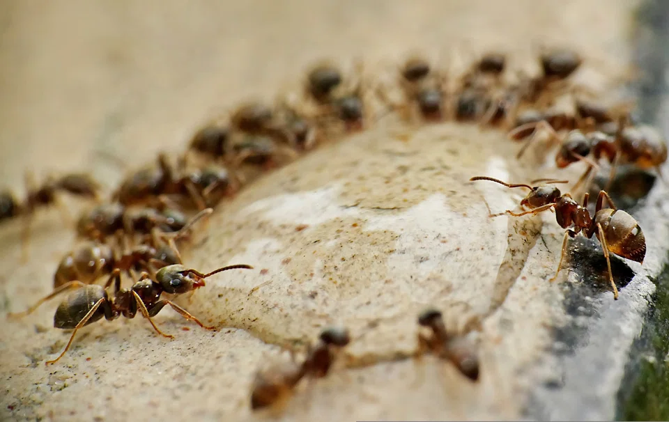 Individual humans still always beat individual ants, according to a research report. But the insects' performance vastly improves when they team up. Humans’ performance does not.