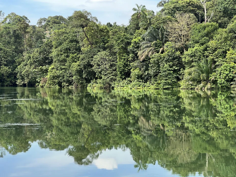 Ultimately, ensuring that carbon credits generated and sold are of high quality is what will eventually reverse the fortune of the market, market observers say. 