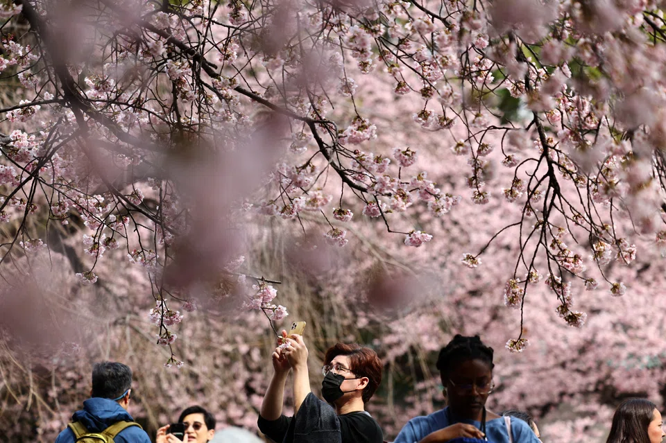 People viewing cherry blossoms in Tokyo. Singapore's competition regulator notes that the main competitors on the routes between the two cities are Singapore Airlines and All Nippon Airways.