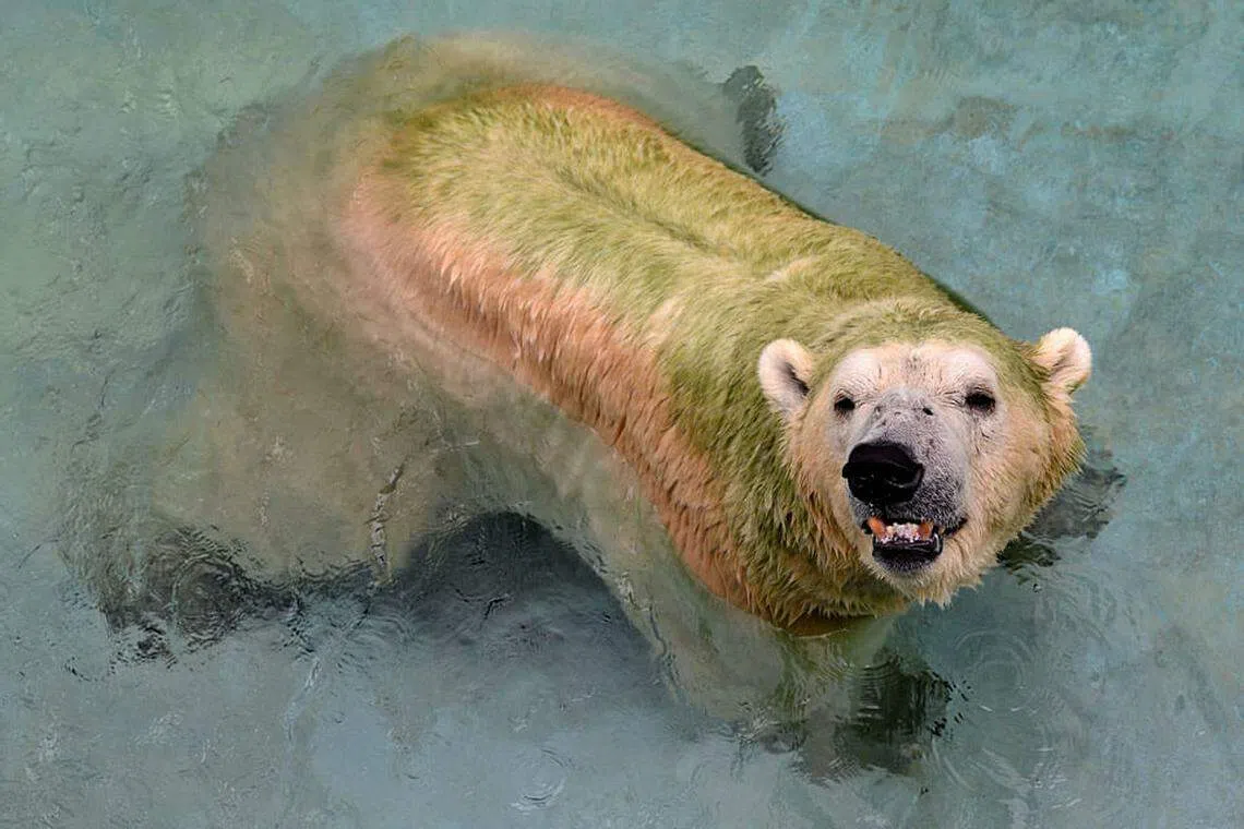 Ailing Inuka put down