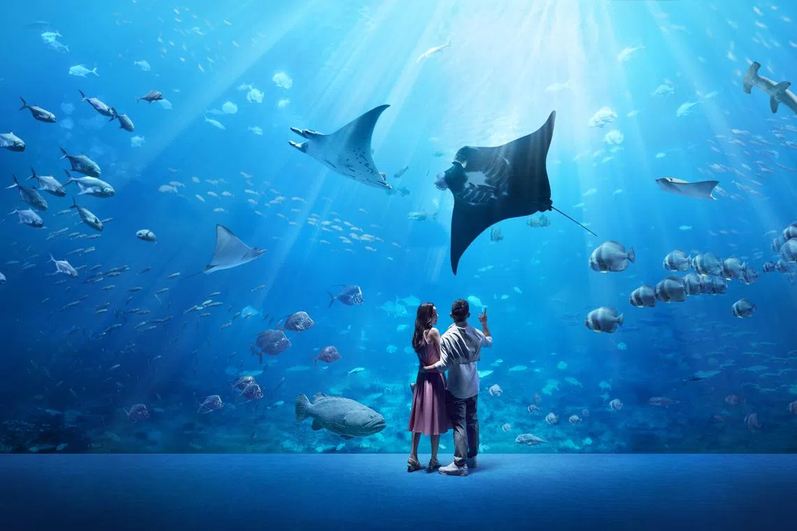 Two local arts groups will present art experiences at the Open Ocean zone at the Singapore Oceanarium in July.