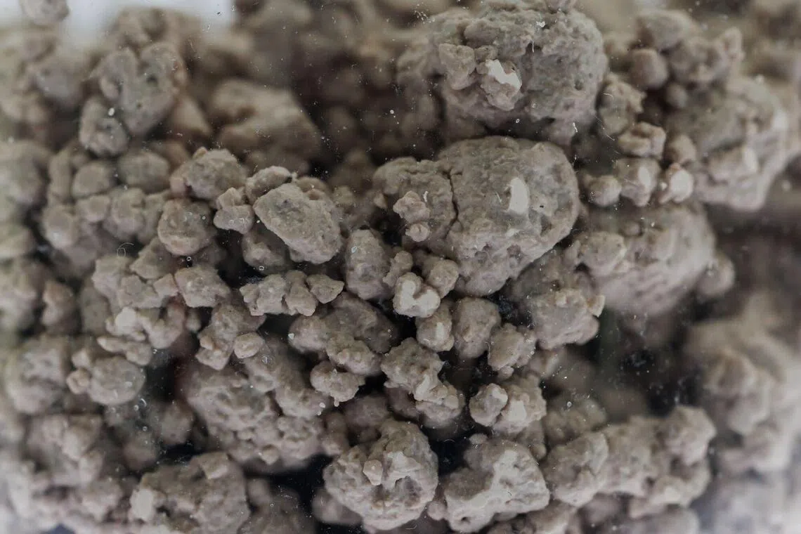 There are only two Western companies producing rate earths at scale, Australia’s Lynas Rare Earths and MP Materials in the US.