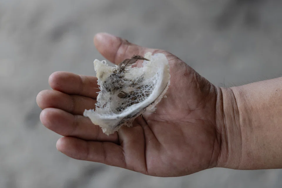 Swiftlets’ nests, made from the birds’ saliva, are the key ingredient in bird’s nest soup, an expensive delicacy believed by many Chinese to have health benefits.