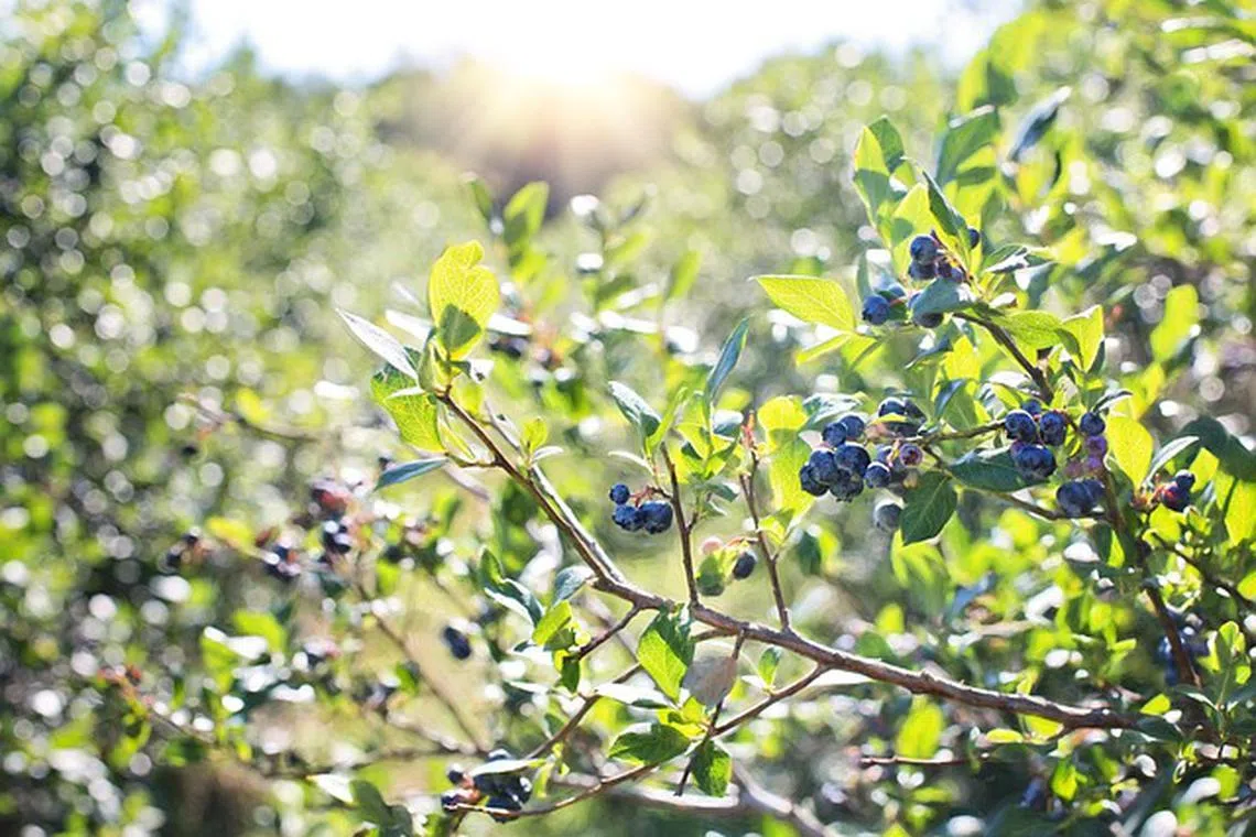 Regardless of US tariffs, Peru is already in the midst of opening new trade routes with Asia, thanks in part to the new US$1.3 billion Chinese-owned Chancay port. 