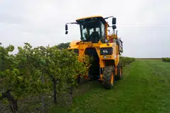 A grape harvester drives a tractor as he works in a vineyard in Segonzac, France, Oct 9, 2024. Last year some 237 million hectolitres of wine were produced across the world, the lowest amount since 1961, as the various effects of climate change such as drought, heatwaves and flooding affected grape harvests.