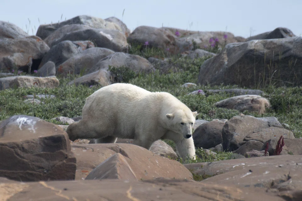 A polar bear on the Hudson Bay shoreline in Canada on August 2022. Implementing carbon taxes and a carbon-credit system could be a way to halt the climate crisis that our planet is facing.