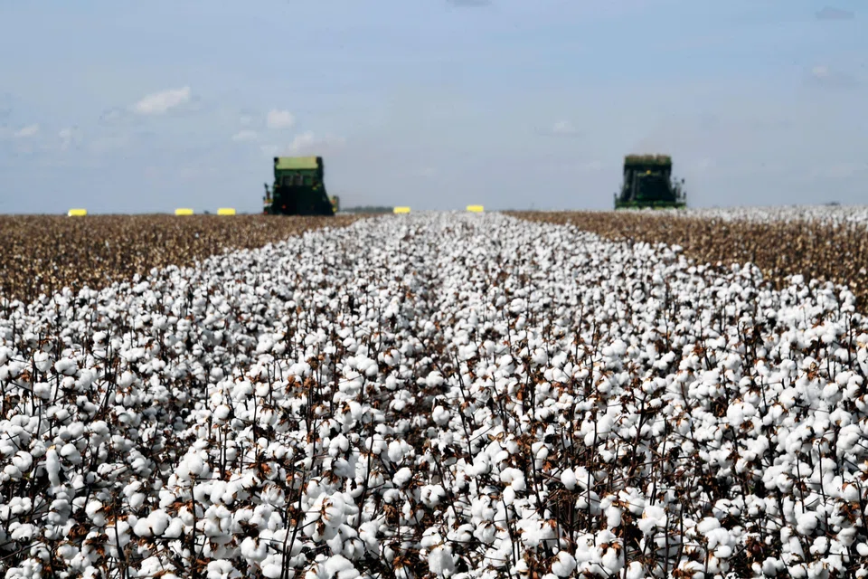 A combine harvesting cotton in a farm at Cristalina, Goias State, Brazil. The country has made 12 consecutive rate hikes since March 2021. Inflation has eased in recent months, leading the central bank to pause its hiking cycle in September.