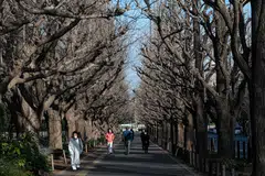 People pass under gingko trees lining "Jingu Gaien Gingko Avenue", part of central Tokyo set for redevelopment which will radically change the area created over 100 years ago, Feb 17, 2023.