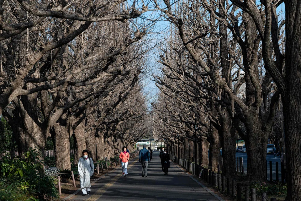People pass under gingko trees lining "Jingu Gaien Gingko Avenue", part of central Tokyo set for redevelopment which will radically change the area created over 100 years ago, Feb 17, 2023.