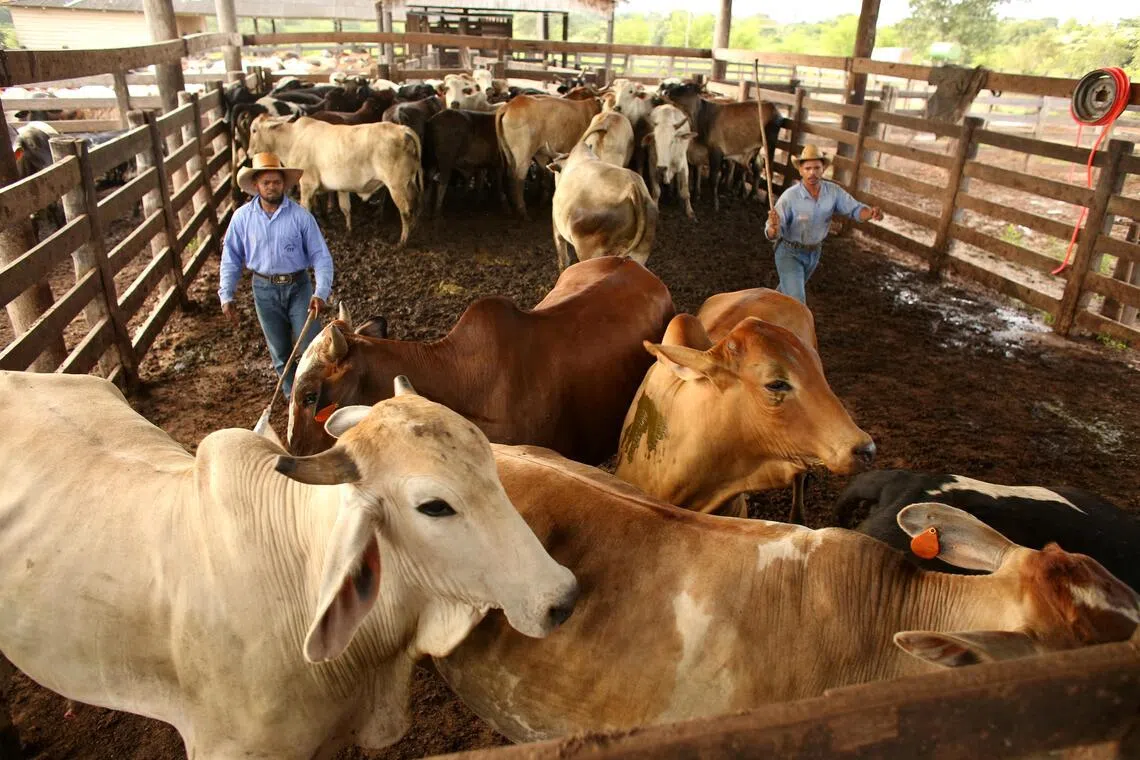 In 2024, Brazil provided about six times more beef to the US than Argentina. However, 76.4 per cent tariffs are likely to affect supply and price.