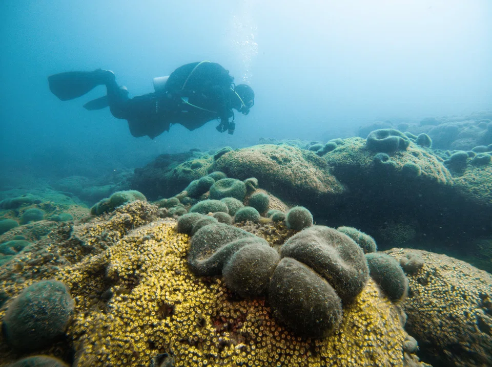The vibrant landscape of climate tech solutions for the blue economy for ocean restoration and preservation of coral reefs, among others, are key financing opportunities for investors to realise long-term value and impact.
