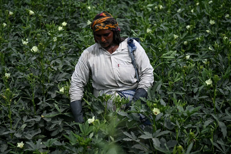India’s annual monsoon provides almost 70 per cent of the rain it needs to water farms and replenish reservoirs and aquifers, and is the lifeblood of a nearly US$3.5 trillion economy. 