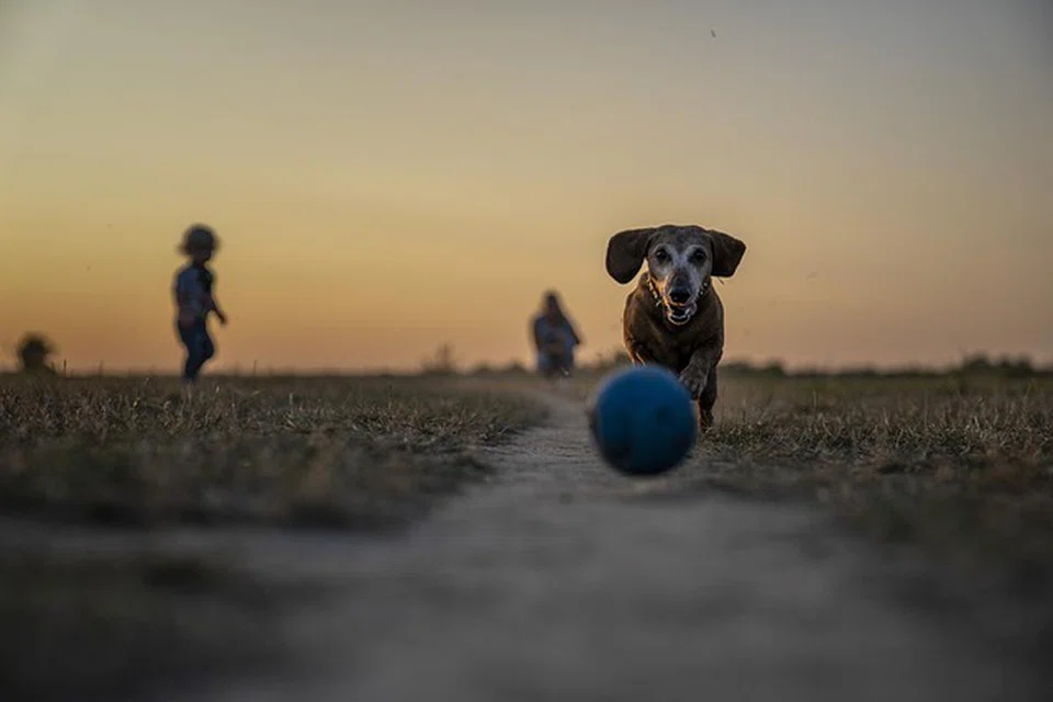 The team of Austrian researchers put headgear on 20 dogs to detect exactly where the pooches looked when they were confronted with a range of scenarios.